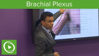 Ultrasound Guided Axillary Brachial Plexus Block NYSORA Regional Anesthesia [upl. by Amrak]