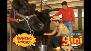 Ordeñar una vaca para niños  esquilar ovejas para niños  Rancho Mágico como llegar [upl. by Tsan]