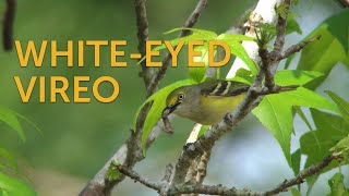 Whiteeyed Vireo [upl. by Dambro]