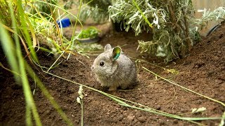 Saving the Columbia Basin pygmy rabbit [upl. by Lavery]