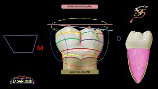 primer molar inferior anatomia 2 [upl. by Wootan]