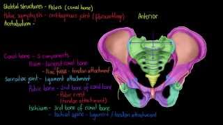 Skeletal Structures The Pelvis [upl. by Baxie745]