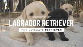 ALL ABOUT LABRADOR RETRIEVERS WORLDS 1 RETRIEVER [upl. by Idnahk939]