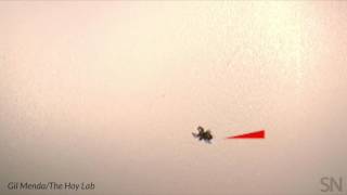 Spiders freeze at a scary sound  Science News [upl. by Little]