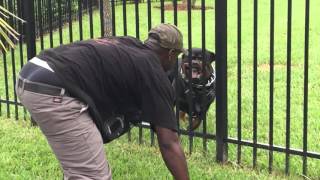 Django Rottweiler Protecting Backyard [upl. by Di]