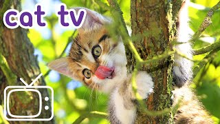 Cat TV 8 Hours of stimulating abstract footage to entertain your cat [upl. by Odama232]