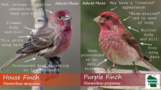 ID Tips Purple Finch vs House Finch [upl. by Esta]