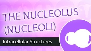 Intracellular Structures The Nucleolus [upl. by Mohandis670]