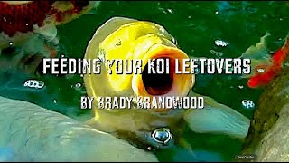 Feeding Your Koi Leftovers amp Natural Foods [upl. by Claudell407]