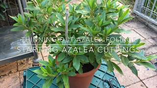 Azaleas How to Prune amp Propagate [upl. by Eannyl]