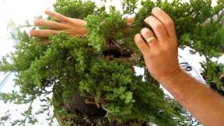 How to Create a Bonsai Tree From a Nursery Juniper Part One [upl. by Nelleyram]