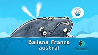 Ballena Franca Austral  Francamente yo soy así  Animación Faunánimo [upl. by Greta989]