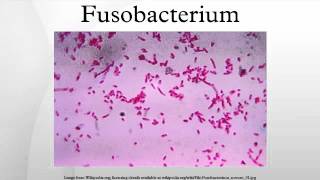 Fusobacterium [upl. by Ettennej]