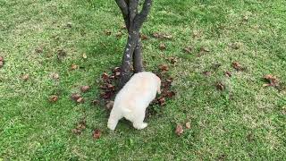 Lagotto Romagnolo puppy training [upl. by Livia445]