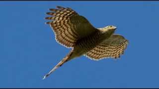 Sparrowhawk Bird Call Bird Song [upl. by Jilleen469]