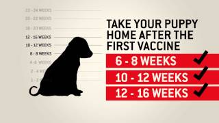 Understanding dog vaccinations  Purina [upl. by Erej897]