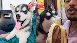 kela choor Cheeni😮😂  roxy cheeni  Review reloaded shorts short husky Rottweiler [upl. by Ahsen]