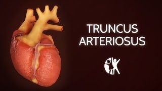 Transesophageal Echocardiography Image Acquisition [upl. by Nnairb285]