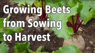 Growing Beets from Sowing to Harvest [upl. by Bamby]