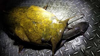 Catching Flatheads with Live Channel Catfish [upl. by Acinoed684]