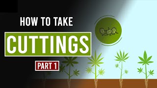 How to take Cannabis Cuttings  Part 1 [upl. by Jaquelin]