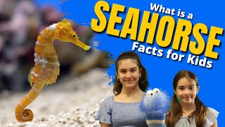 What Is A SEAHORSE  Facts for Kids [upl. by Adamec]