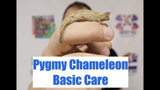 Basic Care Of The Pygmy Chameleon [upl. by Anuaik]