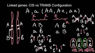 Linked genes CIS vs TRANS Configuration [upl. by Paulson793]