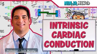 Cardiovascular  Electrophysiology  Intrinsic Cardiac Conduction System [upl. by Nored]