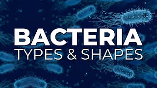 BACTERIA TYPES AND SHAPES [upl. by Roee]