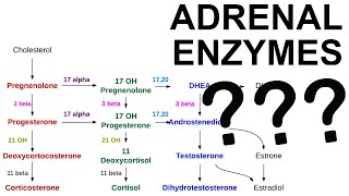 Adrenal Enzyme Deficiencies [upl. by Dryfoos648]