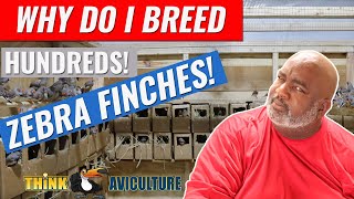 How To Breed Zebra Finches For Profits  Part 1 [upl. by Aihsinat587]