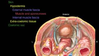 Layers of the Abdominal Wall Xsection [upl. by Tahp]