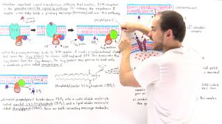 Phosphoinositide Signal Pathway [upl. by Vicky50]