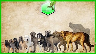 Dog Breeds Size Comparison LIVING EXTINCT [upl. by Longan]