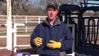 Jason Banta  Beef Cattle Management  Worming Pour On [upl. by Lund]