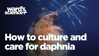 Caring and Culturing for Daphnia [upl. by Hammond]