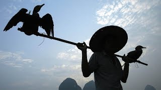 Chinas Cormorant Fishermen [upl. by Slrahc390]