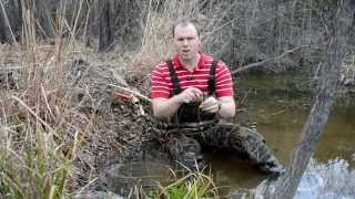 Beaver Trapping  Snaring Basics [upl. by Veal]