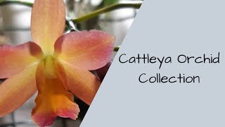 Cattleya Orchid Collection [upl. by Burkitt]