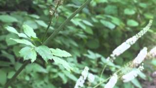 Plant portrait  Black cohosh Actaea racemosa [upl. by Aneryc983]