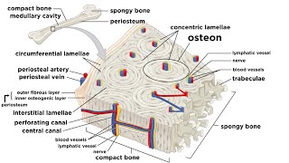 Bones Structure and Types [upl. by Kemppe318]