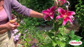 How To Prune Lilies [upl. by Pembroke]