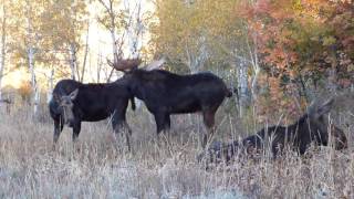 The quotREALquot Big Bull Moose Rut [upl. by Miun]