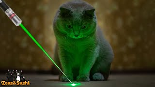 Funny Cats Vs Laser  Cats Chasing A Laser [upl. by Clellan]