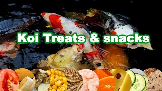 Koi food Treats and Feeding  Feeding Koi experiment [upl. by Ydnew]