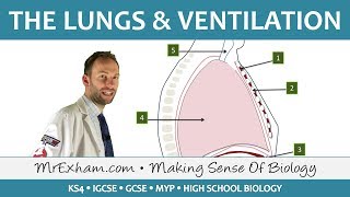 Lungs and Ventilation  GCSE Biology 91 [upl. by Shawna]