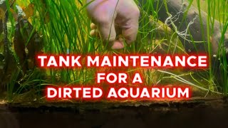 Tank Maintenance For A Dirted Aquarium [upl. by Grail633]