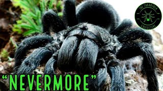 Brazilian Black Tarantula Grammostola pulchraquirogai Care [upl. by Enrol]