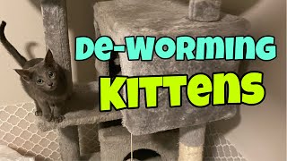 Deworming Kittens [upl. by Ermine]